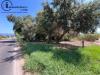 Terreno Edificabile in vendita a Tortol� in via generale tosciri - 03, Foto 3