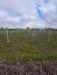 Terreno Agricolo in vendita a Palma Campania - 04, Foto 4