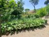 Terreno Agricolo in vendita a San Giuseppe Vesuviano - 03, Foto 3