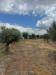 Terreno Agricolo in vendita a Caianello - 02, Foto 2