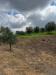 Terreno Agricolo in vendita a Caianello - 04, Foto 4
