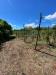 Terreno Agricolo in vendita a San Gennaro Vesuviano - 10, Foto 10