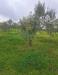 Terreno Agricolo in vendita a Palma Campania - 02, Foto 2