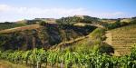 Terreno Agricolo in vendita a Acquaviva Picena in contrada forola - 05, Foto 5