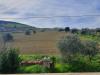 Terreno Agricolo in vendita a Ancarano in contrada taiano - 04, Foto 4