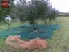 Terreno Agricolo in vendita a Cori in via dei campanili - 04, Foto 4