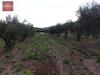 Terreno Agricolo in vendita a Cori in via dei campanili - 02, Foto 2