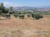Terreno Agricolo in vendita a Tortoreto - 03, Foto 3