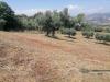 Terreno Agricolo in vendita a Tortoreto - 04, Foto 4