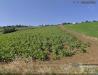 Terreno Agricolo in vendita a Atri - 04, Foto 4