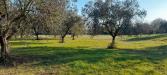 Terreno Agricolo in vendita a Manziana - 02, 20230210_160226.jpg