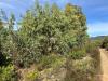 Terreno Agricolo in vendita a San Vito in strada vicinale nuraghe - 07, Foto 7