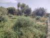 Terreno Agricolo in vendita a Santa Maria di Licodia - 06, Foto 6