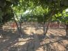 Terreno Agricolo in vendita a Taranto - 07, 7.jpg