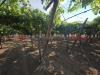 Terreno Agricolo in vendita a Taranto - 09, 9.jpg
