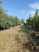 Terreno Agricolo in vendita a Bacoli - 04, WhatsApp Image 2023-09-26 at 10.10.52 (1).jpeg