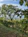 Terreno Agricolo in vendita a Bacoli - 09, WhatsApp Image 2023-09-26 at 10.10.50 (1).jpeg