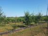 Terreno Agricolo in vendita a Valeggio sul Mincio - 02