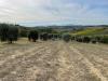 Terreno Agricolo in vendita a Monsampolo del Tronto in strada provinciale - 03, Foto 3