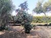 Appartamento in vendita con giardino a Roma in via trionfale - 04, Foto 4