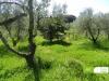 Terreno in vendita con giardino a Rosignano Marittimo - 03
