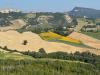 Terreno Agricolo in vendita a Force in c.da bolognano 1 - 04, Foto 4