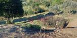 Terreno Agricolo in vendita a Livorno in via di montenero - 02, Foto 2