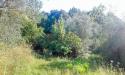 Terreno Agricolo in vendita a Livorno - 03, Foto 3