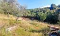 Terreno Agricolo in vendita a Livorno - 06, Foto 6