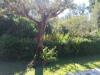 Villa in vendita a Castiglione della Pescaia - 06, Foto 6