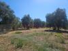 Terreno Agricolo in vendita a Grosseto - 03, Foto 3