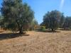 Terreno Agricolo in vendita a Grosseto - 04, Foto 4