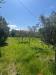 Terreno Agricolo in vendita a Grosseto - 03, Foto 3