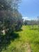Terreno Agricolo in vendita a Grosseto - 04, Foto 4