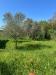 Terreno Agricolo in vendita a Grosseto - 06, Foto 6