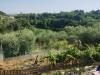 Terreno Agricolo in vendita a Palaia - 02