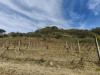 Terreno Agricolo in vendita a Terricciola - soiana - 03