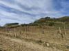 Terreno Agricolo in vendita a Terricciola - soiana - 04