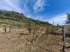 Terreno Agricolo in vendita a Terricciola - soiana - 05