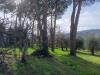 Rustico in vendita con giardino a Lajatico - orciatico - 04