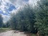 Attivit� commerciale in vendita a Montopoli in Val d'Arno - 05