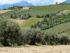 Terreno Agricolo in vendita a Controguerra in contrada san biagio - 03, Foto 3