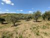 Terreno Agricolo in vendita a Controguerra in contrada san biagio - 04, Foto 4