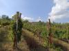 Terreno Agricolo in vendita a Taurasi - 03