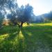 Terreno Agricolo in vendita a Simeri Crichi - 10