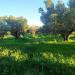 Terreno Agricolo in vendita a Simeri Crichi - 09