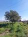 Terreno Agricolo in vendita a Brusciano - 03, WhatsApp Image 2026-02-25 at 12.26.29.jpeg