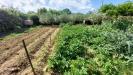 Terreno Agricolo in vendita a Livorno - le padule - 06