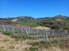 Terreno Agricolo in vendita a Monteprandone - 05, Foto 5
