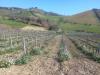 Terreno Agricolo in vendita a Monteprandone - 06, Foto 6
